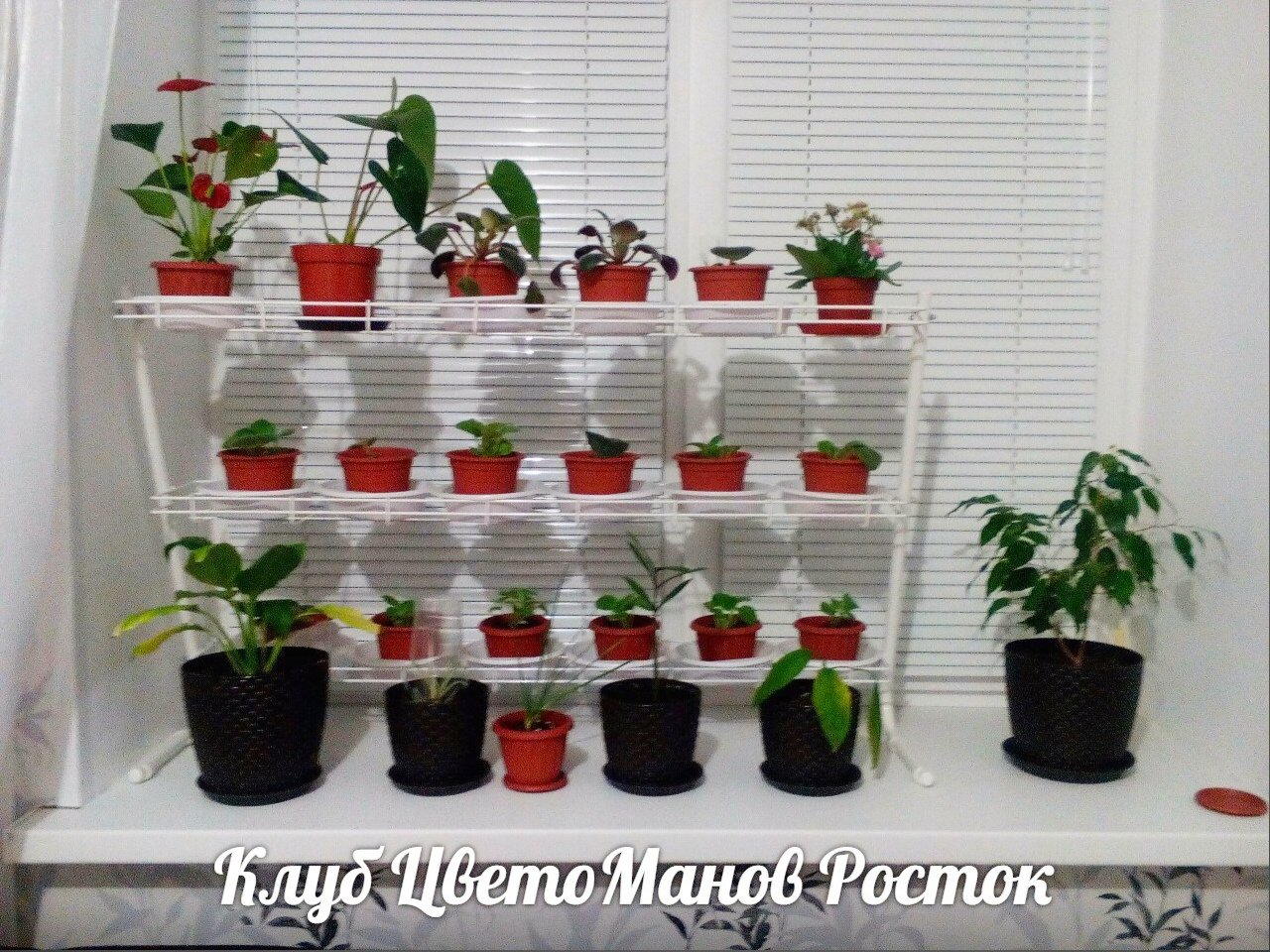 стеллаж для рассады и растений трехъярусный. Фото N13